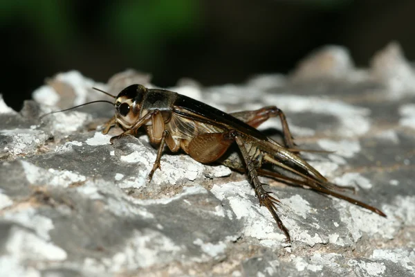 Nahaufnahme von Insekten — Stockfoto