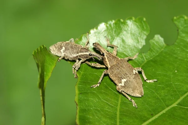 Close up van weevil — Stockfoto