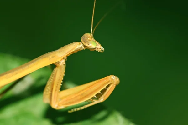Κλείσιμο του mantis — Φωτογραφία Αρχείου