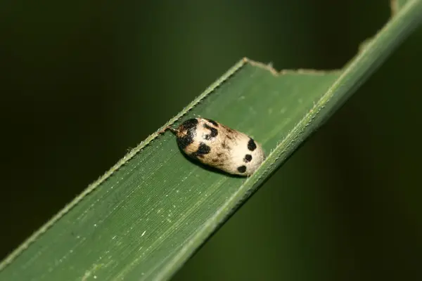 Primo piano dei lepidotteri — Foto Stock