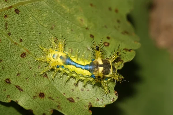 Lepidoptera yakın çekim — Stok fotoğraf