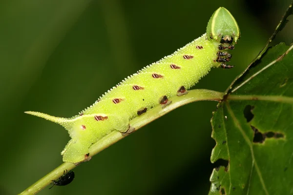 Fasole convolvuli — Fotografie, imagine de stoc