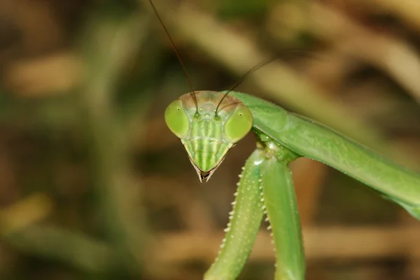 Close up of mantis — Stock Photo, Image