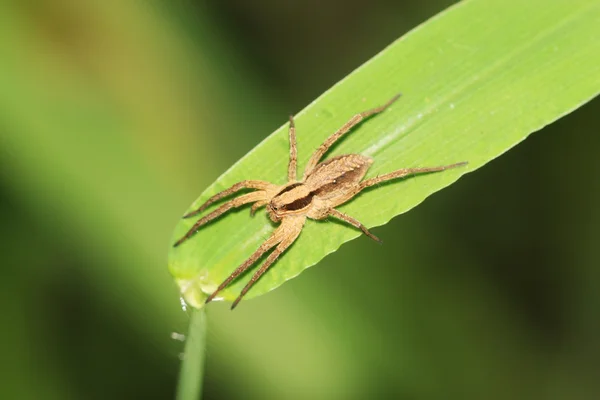 거미의 클로즈업 — 스톡 사진