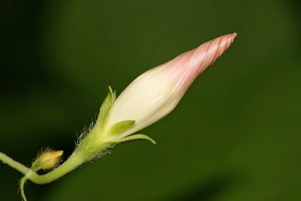 Flowers — Stock Photo, Image