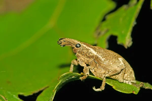 O Weevil — Fotografia de Stock