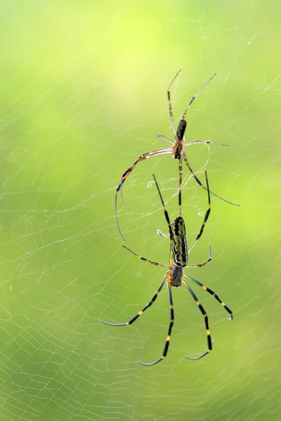 Araña —  Fotos de Stock