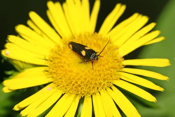 Close-up van nachtvlinders — Stockfoto