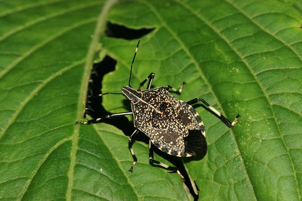 Stinkbug — Stock fotografie