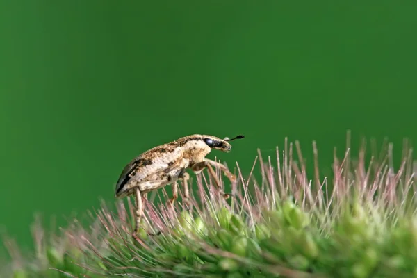 Weevil — Stock fotografie