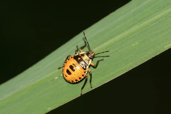 Stinkbug — Stock fotografie