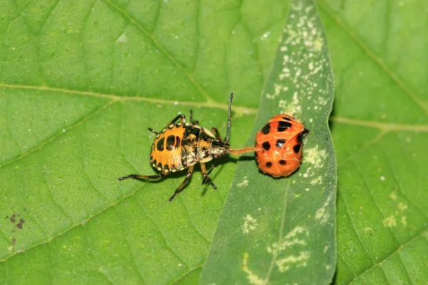 Cimice puzzolente — Foto Stock