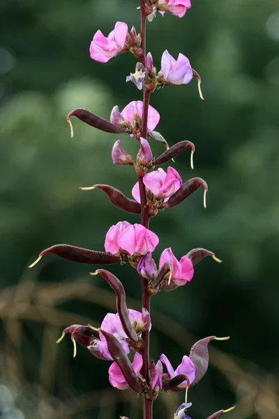 Blumen — Stockfoto