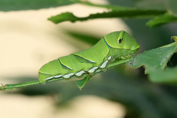 Insekten — Stockfoto