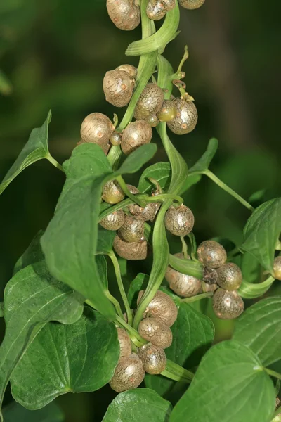 Chińskimi yam — Zdjęcie stockowe