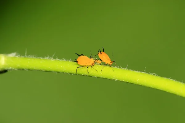 Closeup of Aphid — Stock Photo, Image