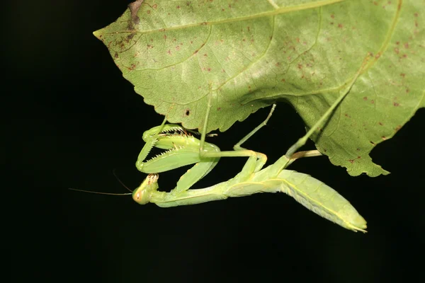 Gottesanbeterin — Stockfoto