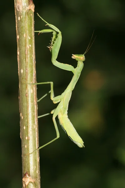 Mantis. — Fotografia de Stock