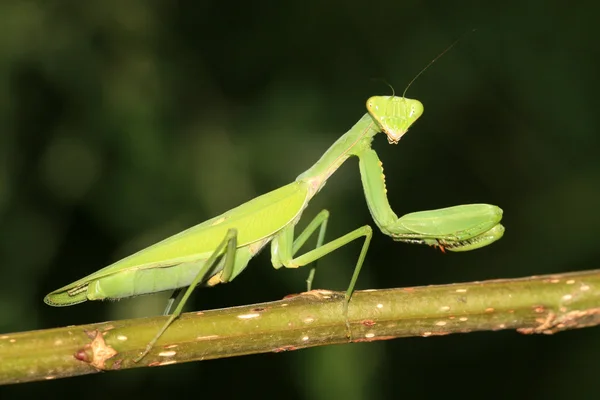 Mantis — стокове фото