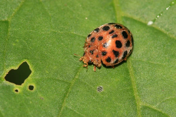 Close up of ladybug — Stock Photo, Image