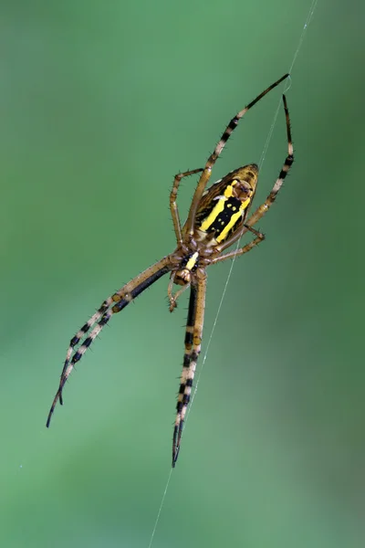 Zblízka Spider — Stock fotografie