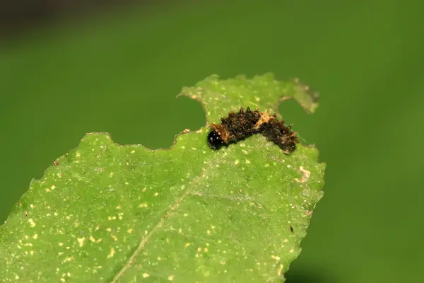 Gros plan sur les insectes — Photo