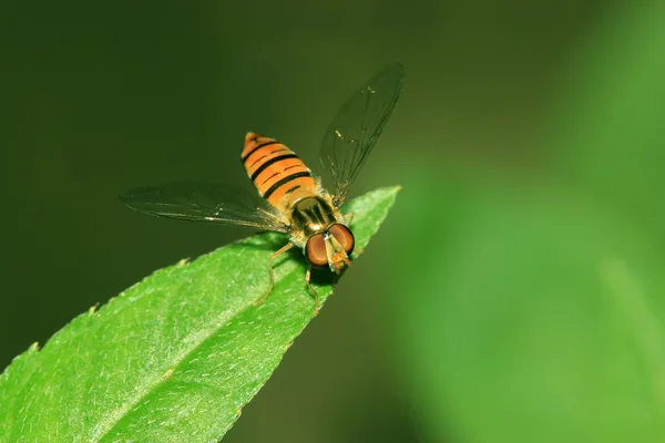 Syrphidae insecten — Stockfoto