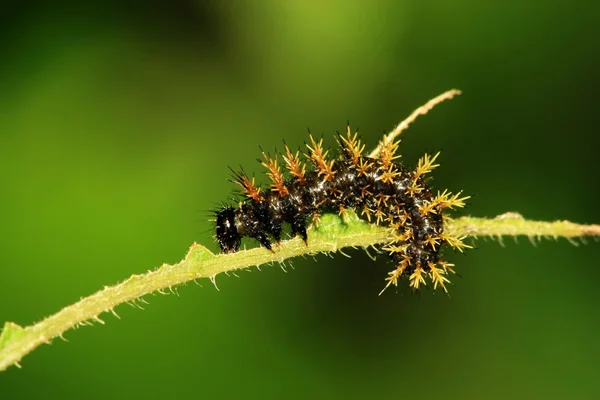 Close-up van vlinder — Stockfoto