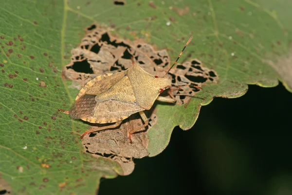 Stinkbug — стоковое фото