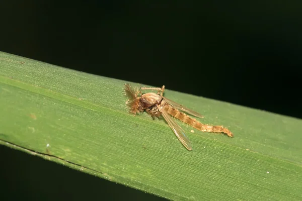 Primer plano de Mosquito —  Fotos de Stock