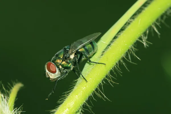 Primer plano de la mosca — Foto de Stock