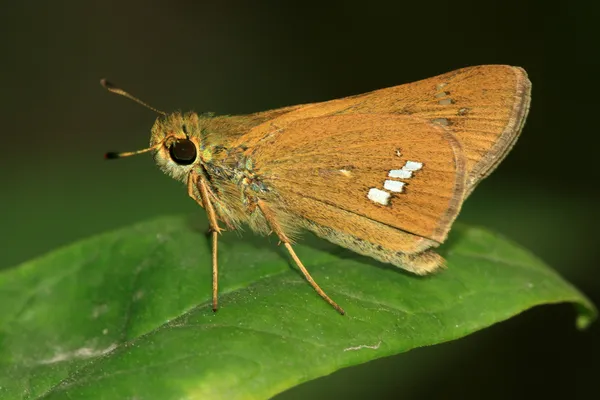 Mariposa. —  Fotos de Stock