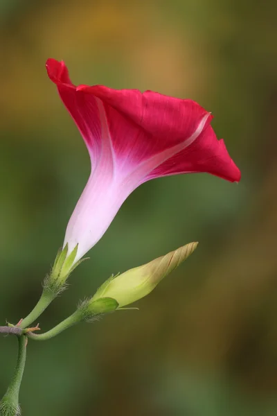 Bloemen — Stockfoto