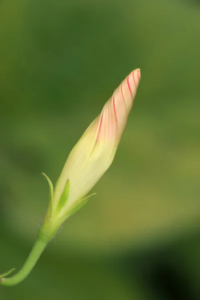 花を閉じて — ストック写真