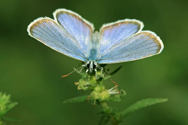 Butterfly — Stock Photo, Image