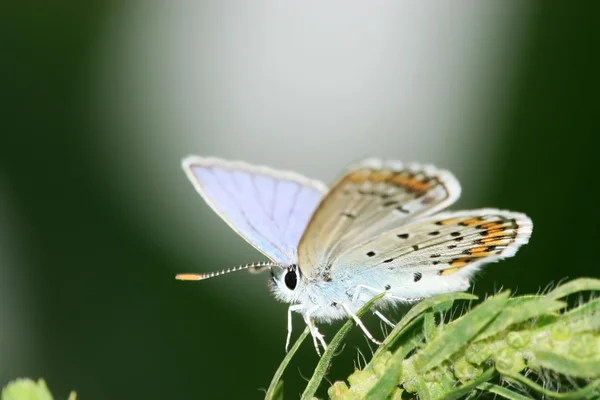 Farfalla — Foto Stock