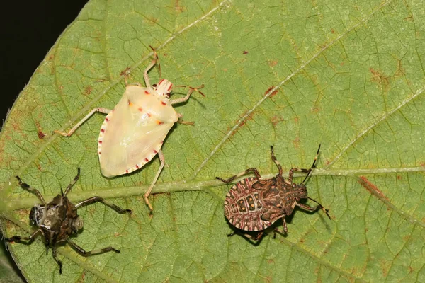 Stinkbug — стокове фото