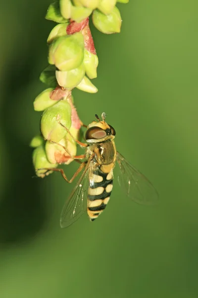 Syrphidae 곤충 — 스톡 사진