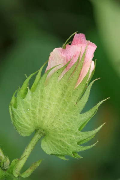 Cotton — Stock Photo, Image