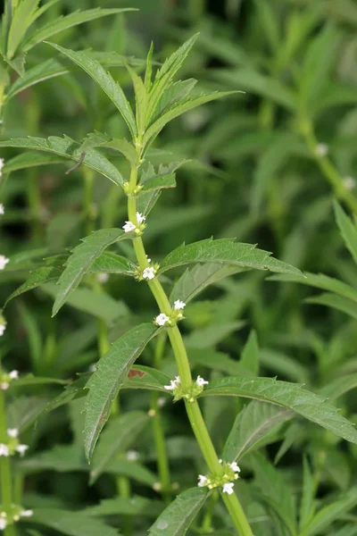 野生薄荷 — 图库照片