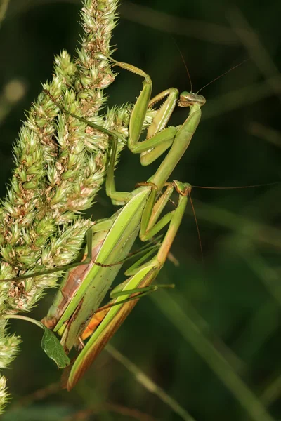 カマキリ — ストック写真