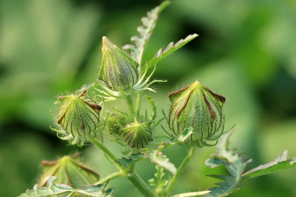 Close up of Bud — Stock Photo, Image