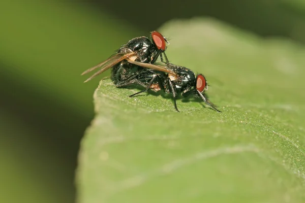 Крупним планом муха — стокове фото