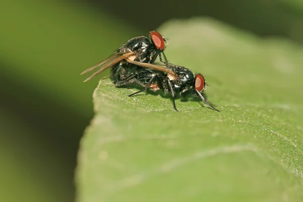 Közelkép a fly — Stock Fotó