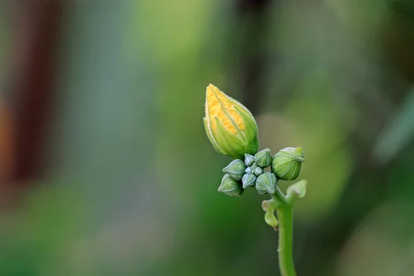 Flores de Luffa — Foto de Stock