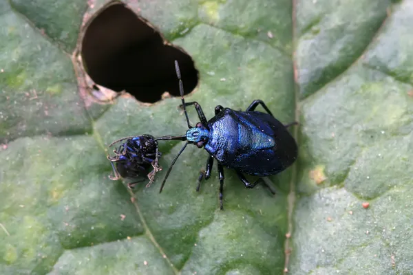 Stinkbug — Stock Photo, Image