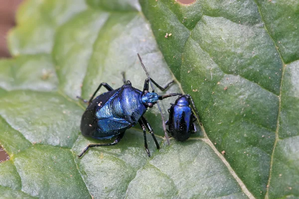 Stinkbug — стоковое фото