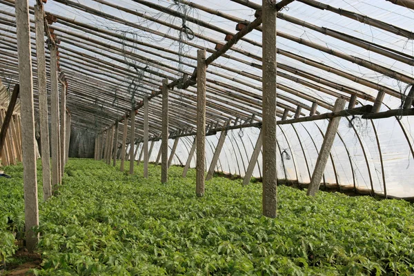 Agricultural greenhouse, north china — Stock Photo, Image