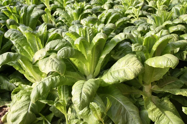 Zielone warzywa - sałata — Zdjęcie stockowe