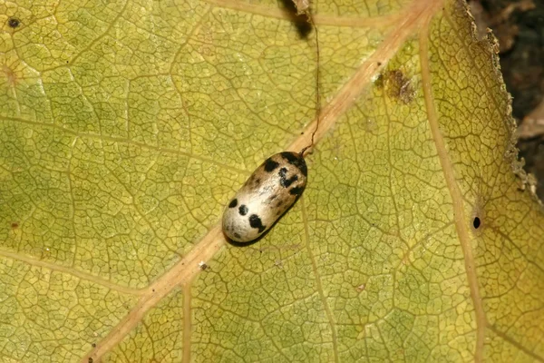 Close up of lepidoptera — Stock Photo, Image